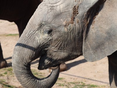 Ayoka_Zoo Erfurt.jpg