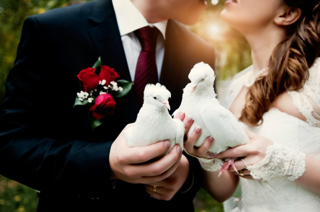 Nach der Hochzeitszeremonie werden die weißen Tauben fliegen gelassen – doch das nahm für einen Vogel aus Gera ein böses Ende. (Symbolbild)