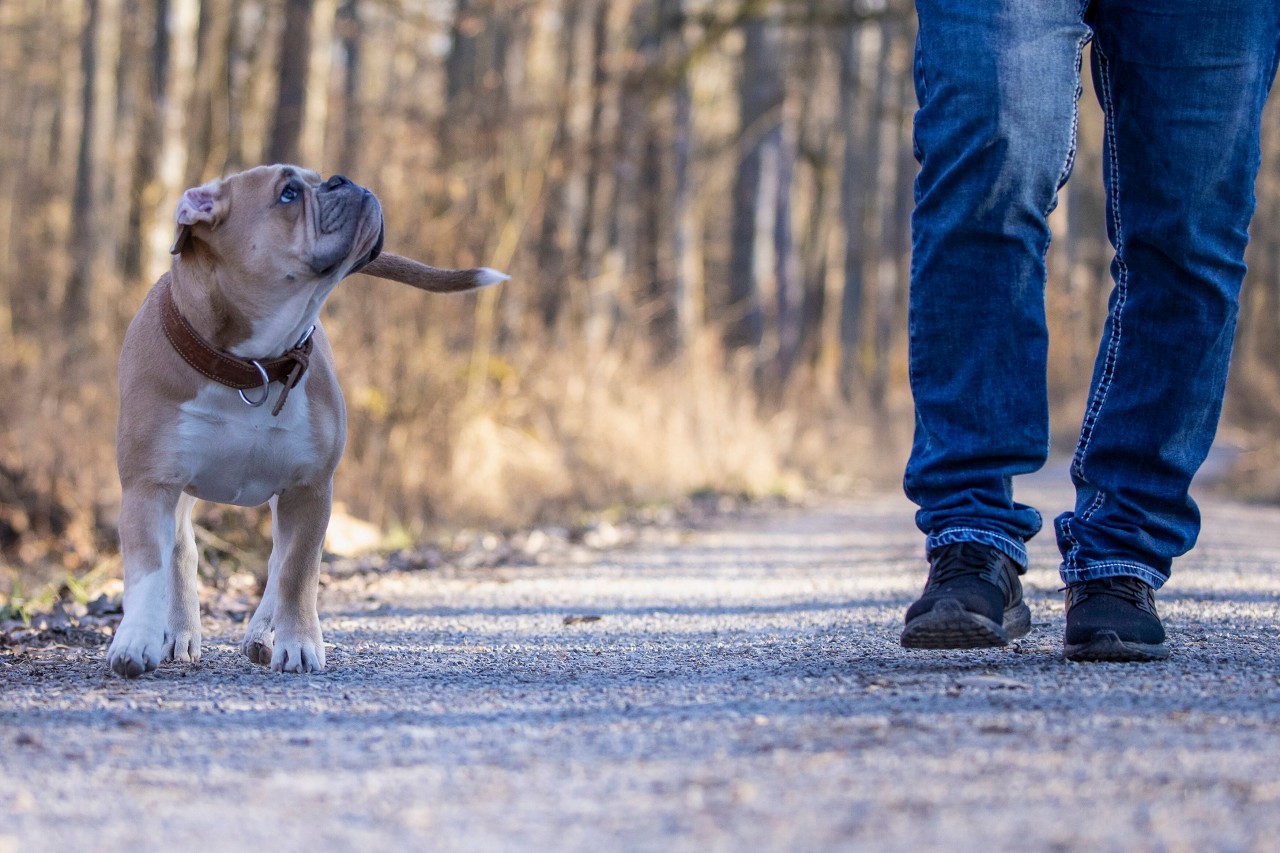 Hund in Erfurt: Schon wieder kämpft ein Hund nach einer Gassirunde ums Überleben. (Symbolbild) 