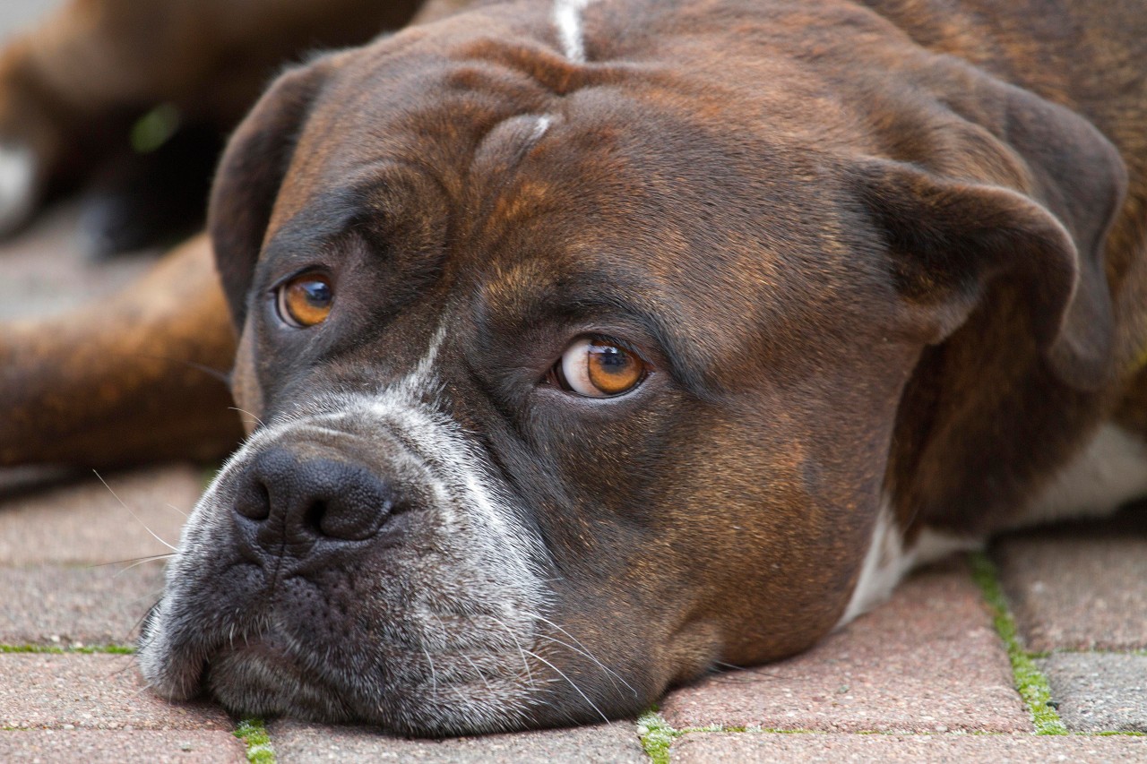 Unfassbar, was einem Hund in Thüringen angetan worden sein soll... (Archivbild)