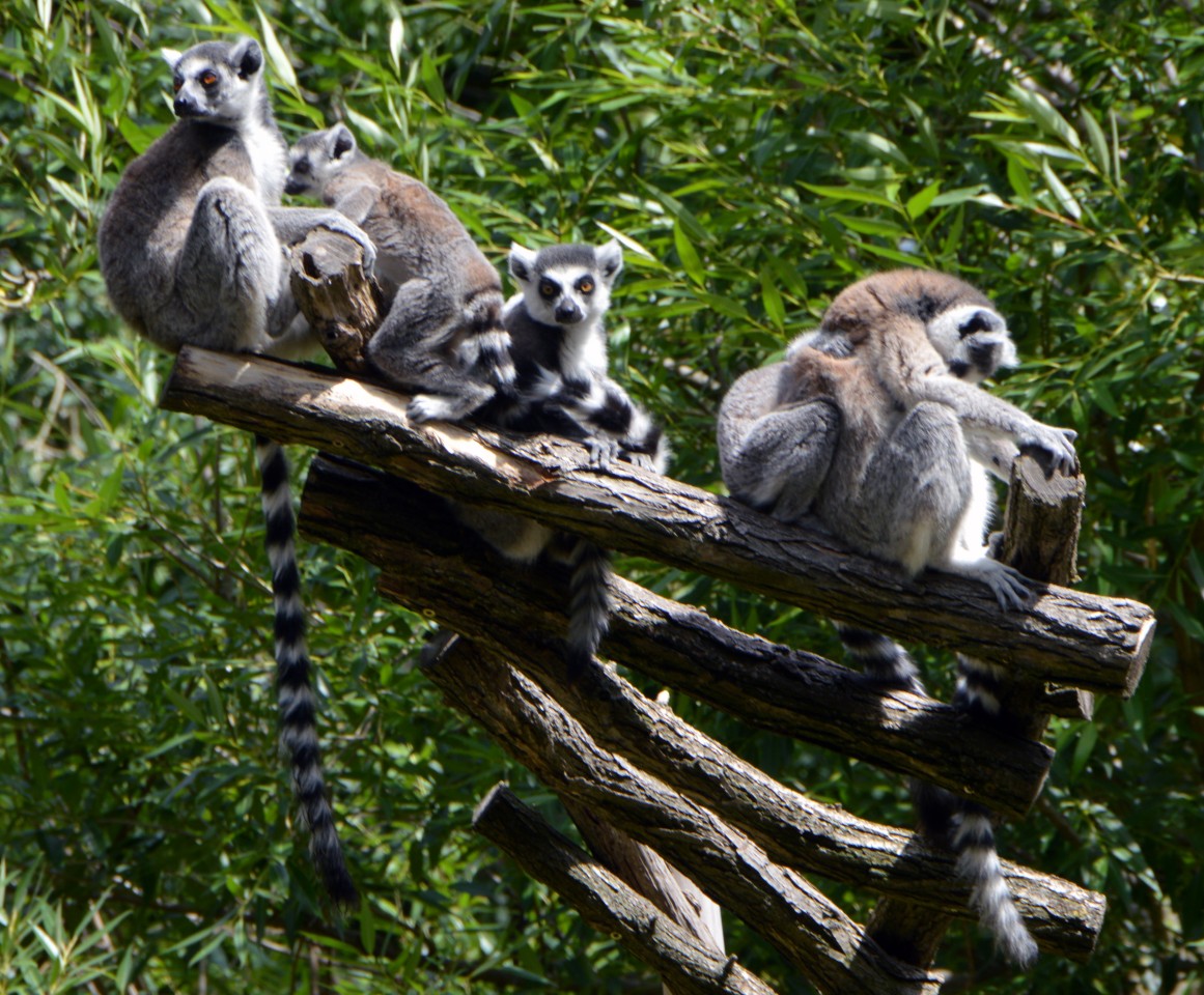 Katta ist eine Primatenarten aus der Gruppe der Lemuren. Ursprünglich kommen sie aus Madagaskar. (Archivbild)