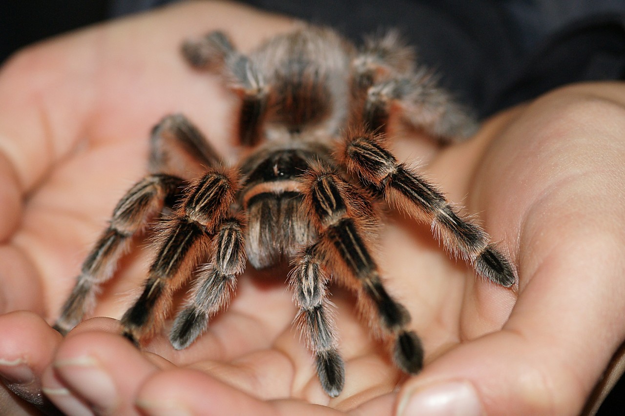 Ein ganz besonderer Gast in Jena: Die größte Goliath-Vogelspinne.