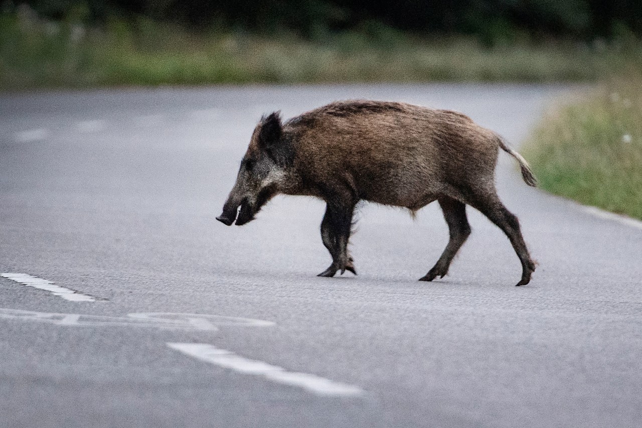 Im Wartburgkreis haben Wildschweine für einen schlimmen Unfall gesorgt. (Archivbild)