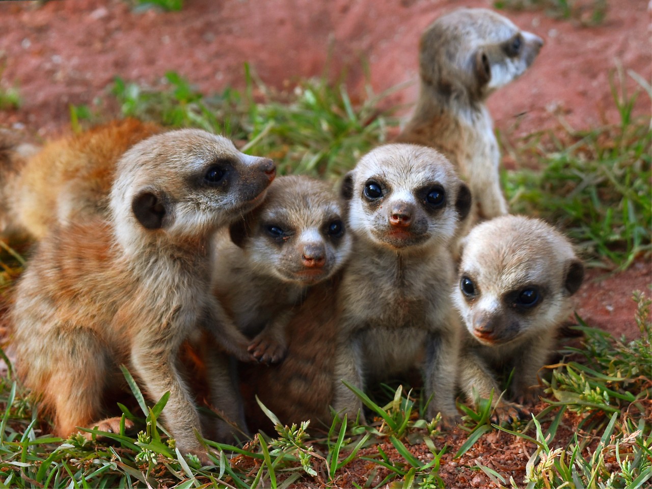 Was du beim nächsten Besuch der Erdmännchen im Zoo Erfurt beachten musst, erfährst du hier.