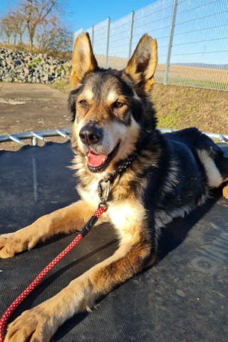 Schäferhund Prinz aus Nordhausen geht es sichtlich besser. Die Sonne in seinem leben ist zurück! 