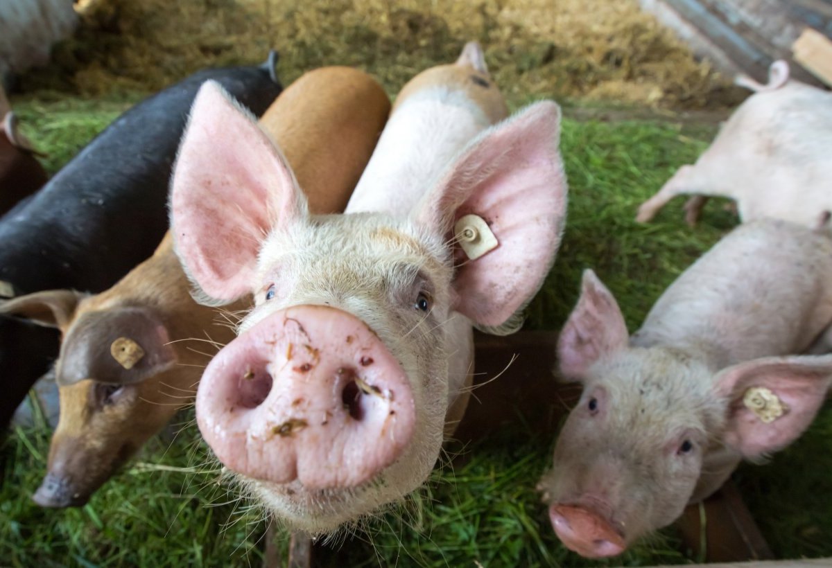 thüringen bio bauern schweine.jpg