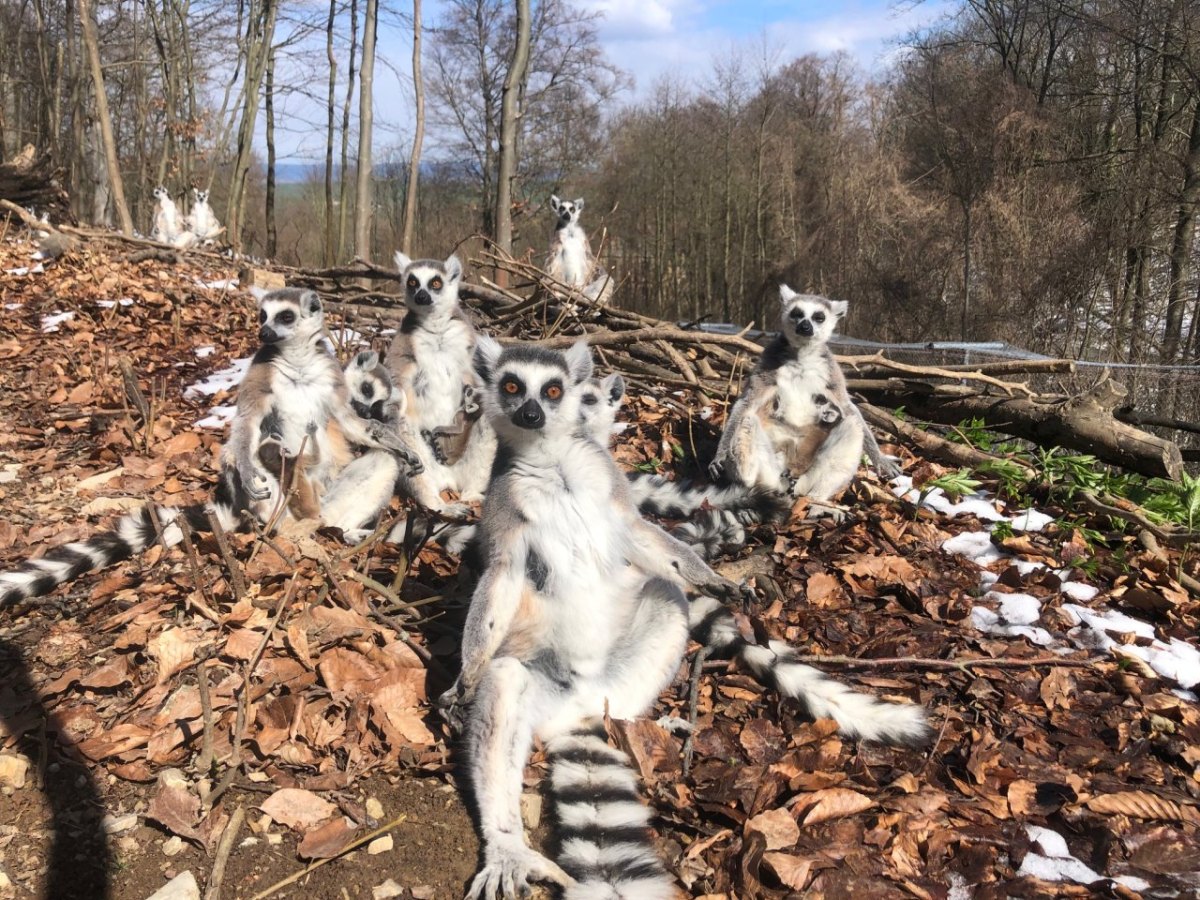 thüringen kattas affenwald.jpg