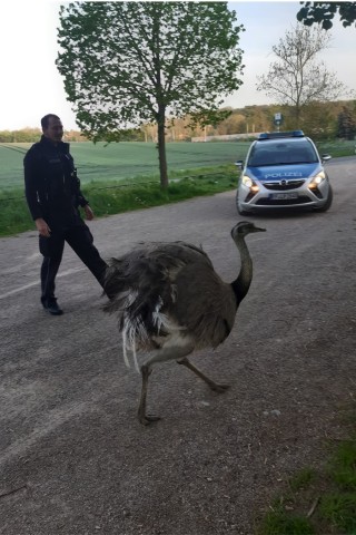 Der Nandu hielt die Polizei Erfurt ganz schön auf Trab. 