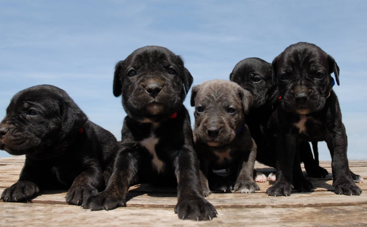 Hund in Rudolstadt Welpen Cane Corso