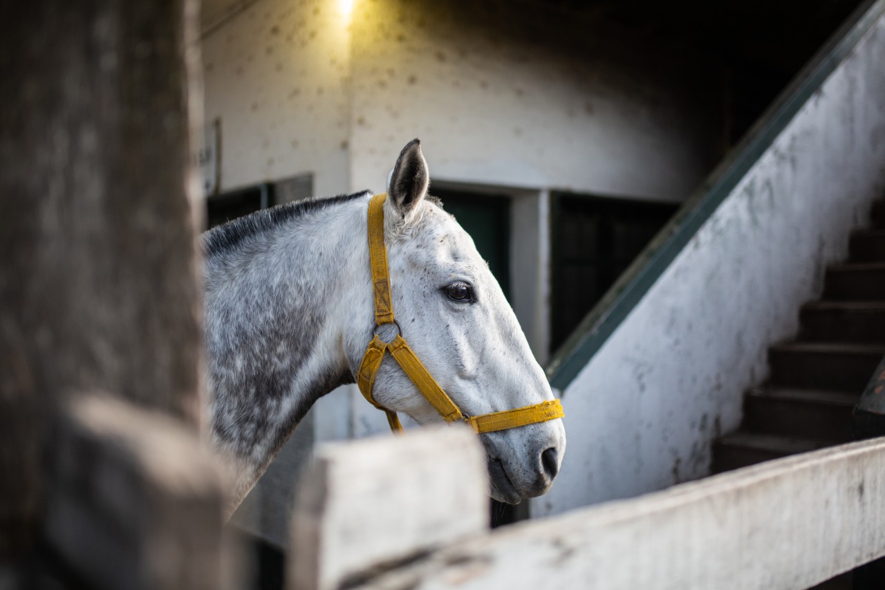 Pferde sollen in Thüringen jetzt gegen das West-Nil-Virus geimpft werden. (Archivbild)