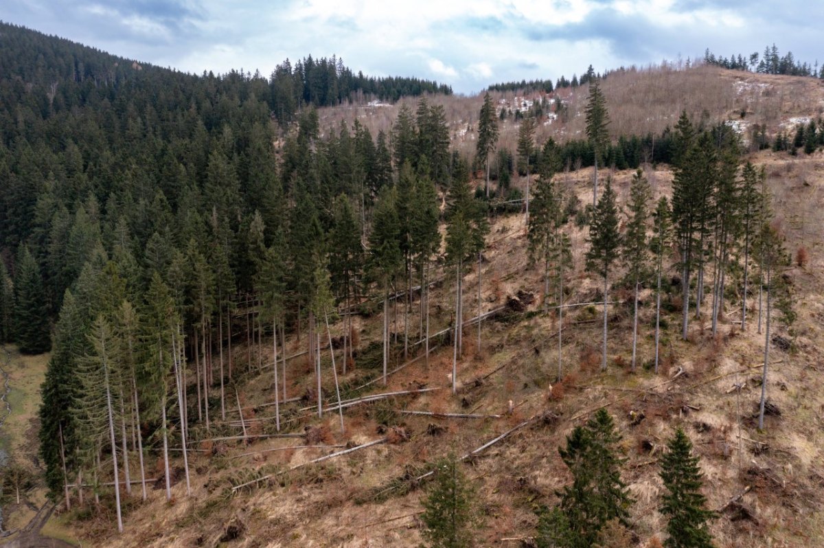 Thüringer Wald