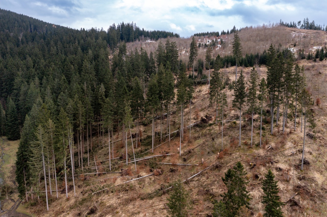Der Thüringer Wald bereitet dem Forstamt Sorgen. (Archivbild) 
