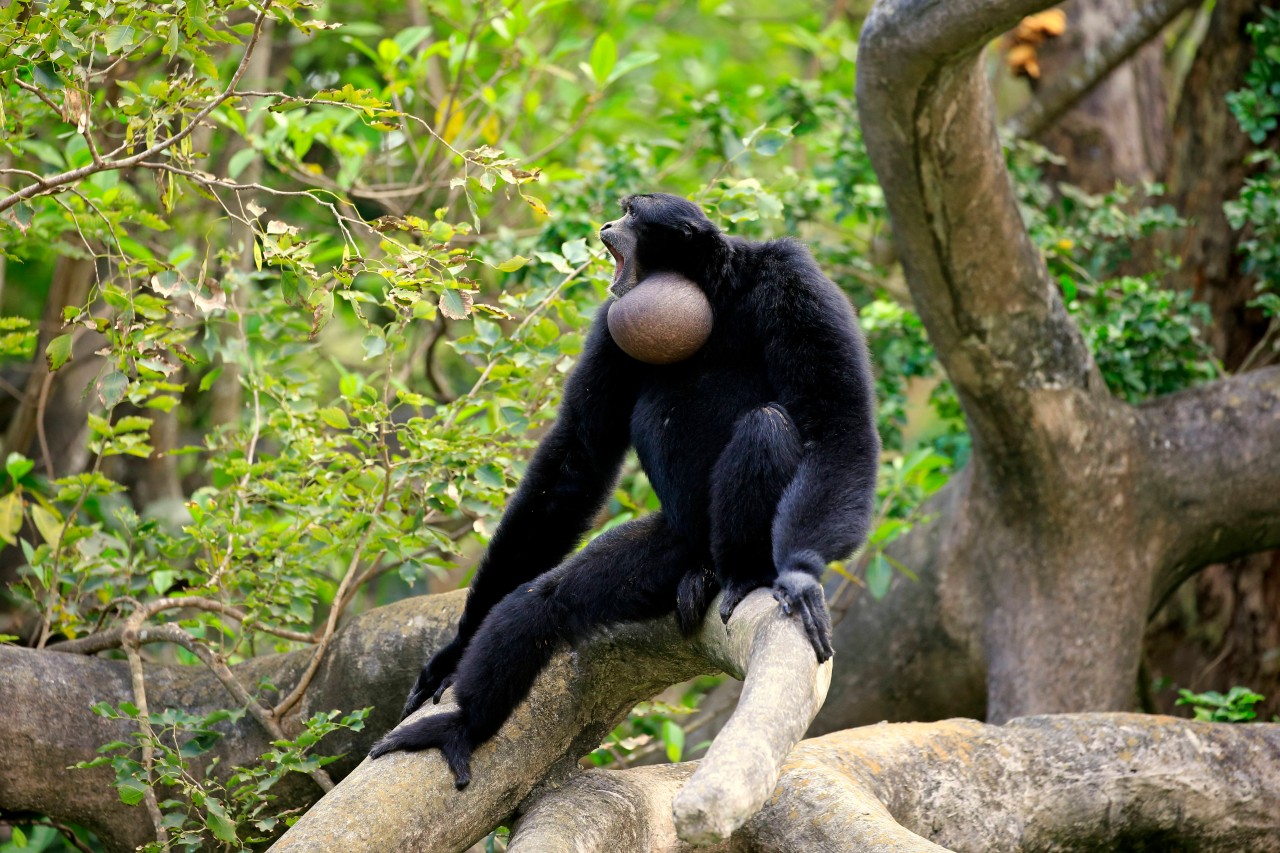 Ihren melodischen Gesang machen Siamangs mit dem großen aufblasbaren Kehlsack. Die Rufe sind auch weit außerhalb des Zooparks Erfurt noch zu hören. (Symbolbild)