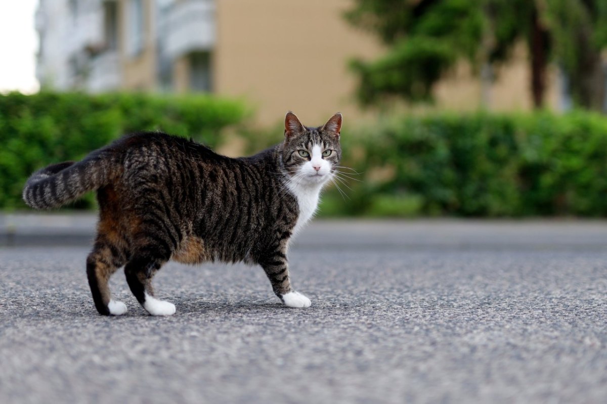 thüringen arme katze.jpg