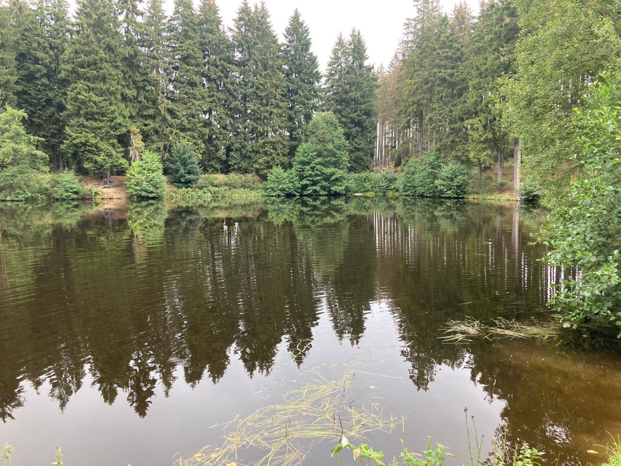 So schön grün war es vor wenigen Monaten noch am Stierbergsteich in Thüringen.