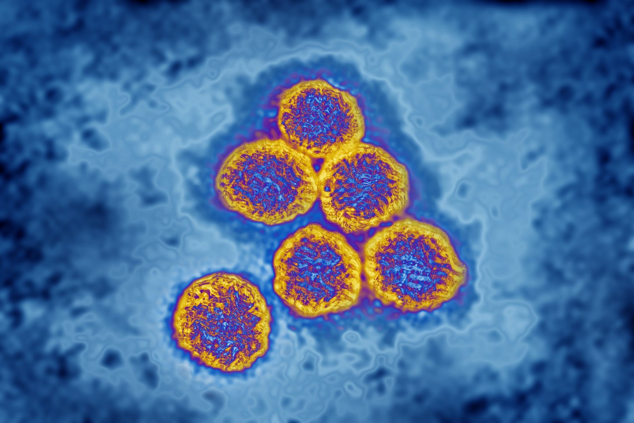 Auch in Thüringen breitet sich das gefährliche „West-Nil-Virus“ aus. (Symbolbild)