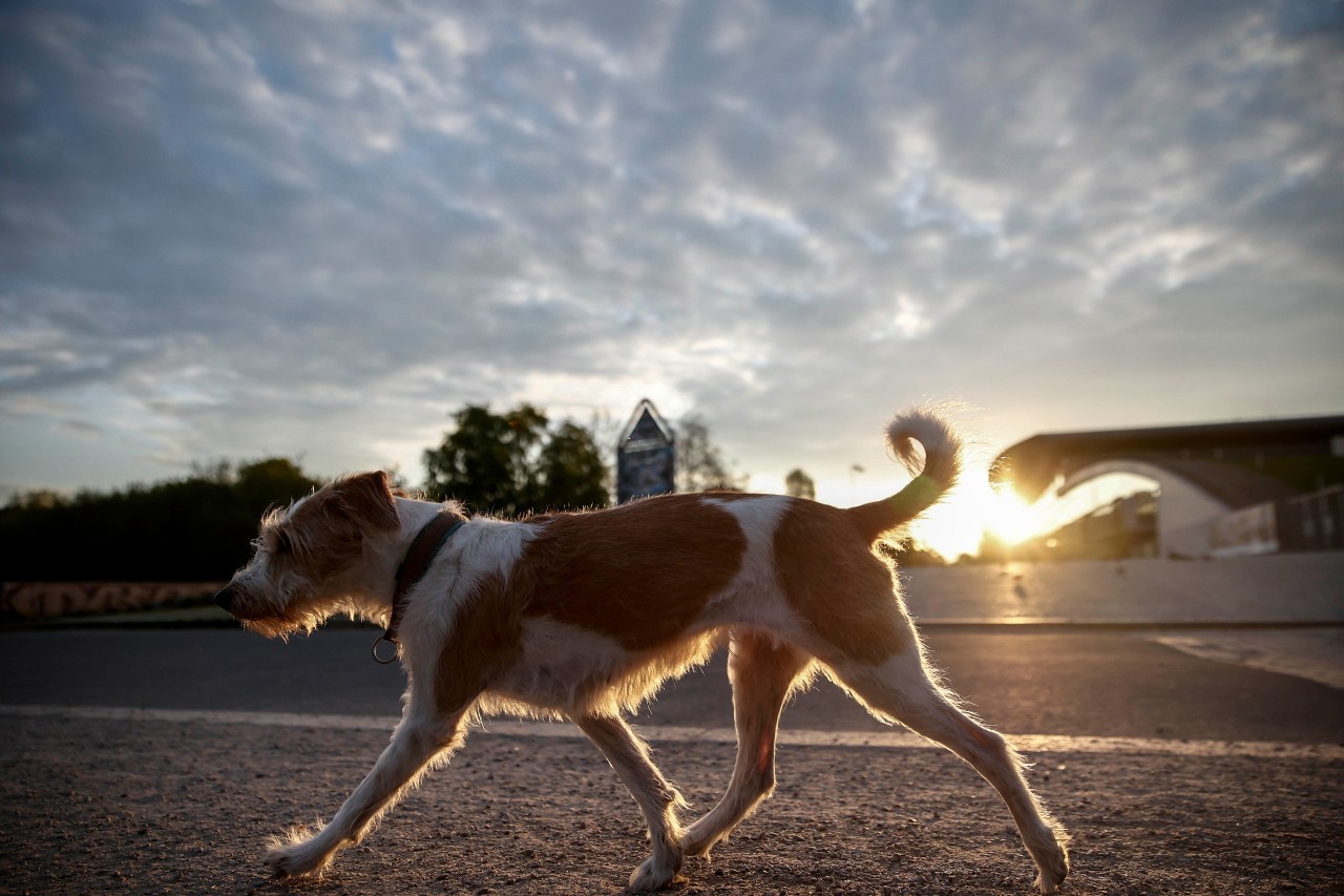 Das Tierheim Erfurt sucht den schönsten Hund der Stadt! (Symbolbild)