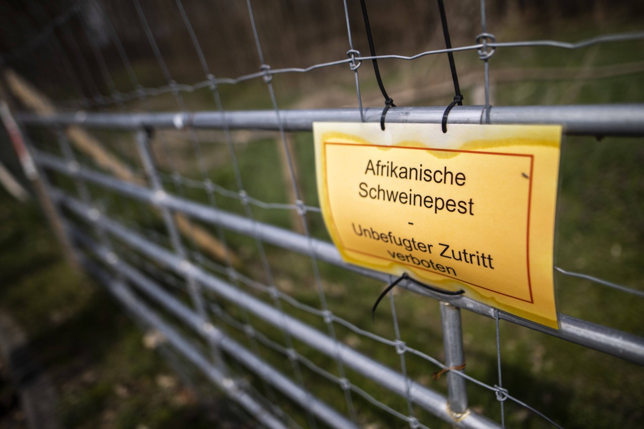 Thüringen will sich vor der Afrikansichen Schweinepest schützen. (Symbolbild)