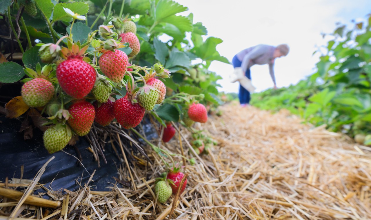 Die Erdbeer-Saison hat in Thüringen bereits begonnen. (Symbolbild)