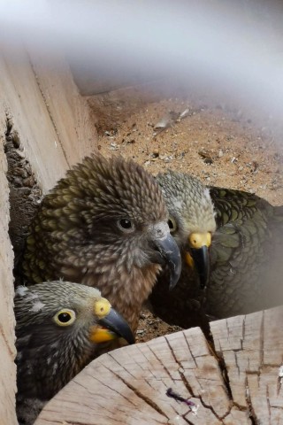 Nanu, wer ist denn da Flauschiges im Kea-Gehege des Zoo Erfurts? 