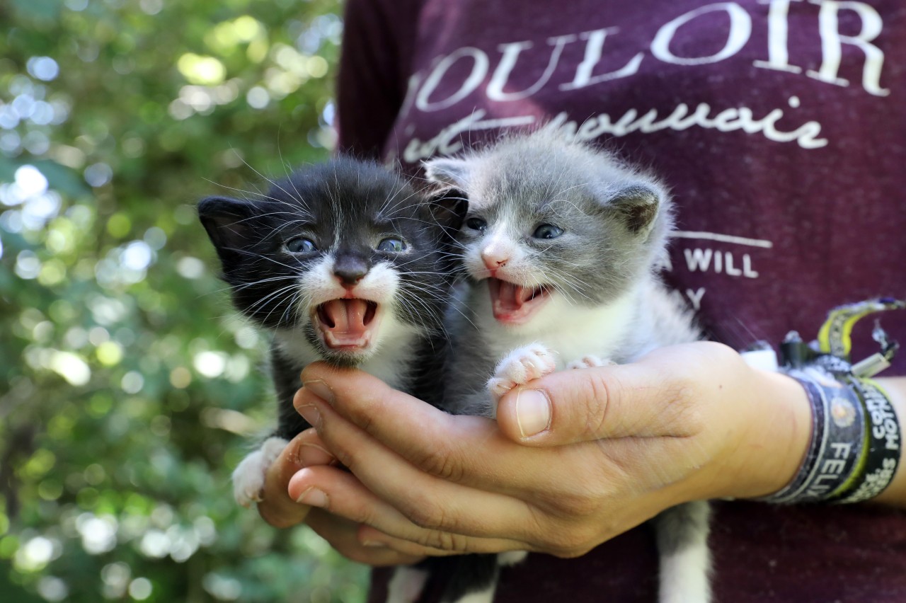 In Thüringen gibt es einmal mehr ein großes Problem mit zu vielen Katzenbabys... (Symbolbild)