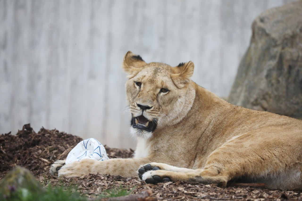 Tragischer Todesfall im Zoo Erfurt! Löwin Latika ist verstorben. (Archivbild)