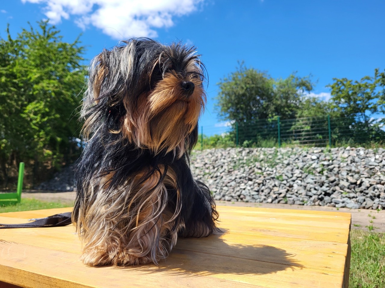 Nach einem traurigen Schicksal sucht Hündin Blacky aus Nordhausen ein neues Zuhause. 