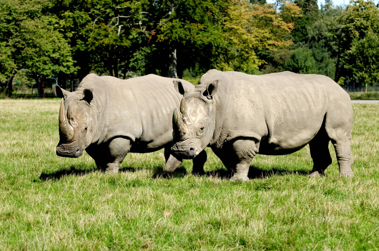 Der Zoo Erfurt heißt noch in diesem Jahr zwei Nashörner willkommen. 