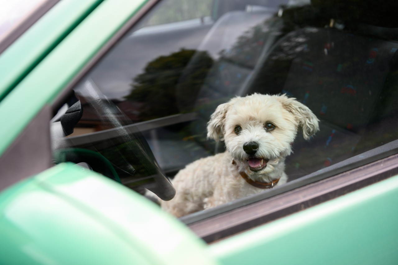 Ein Hund in Sonneberg war in einem Hitze-Auto gefangen! (Symbolbild)