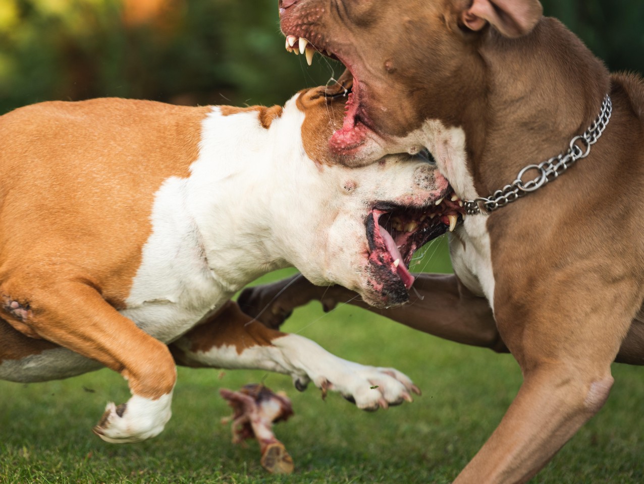 Zwei Hunde kämpfen miteinander. Als ein Mann dazwischen geht, beißt einer der Hunde seinen Daumen ab (Symbolbild).
