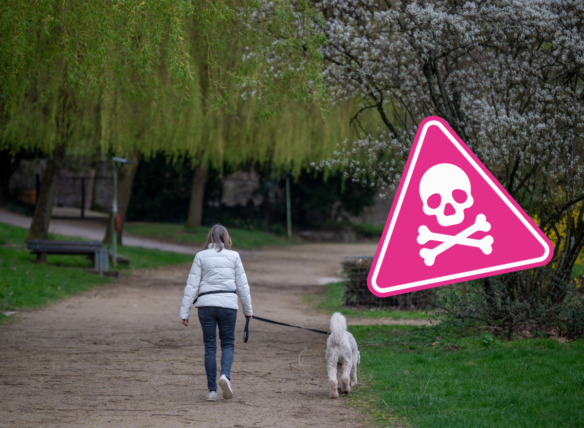 Hund in Thüringen.png
