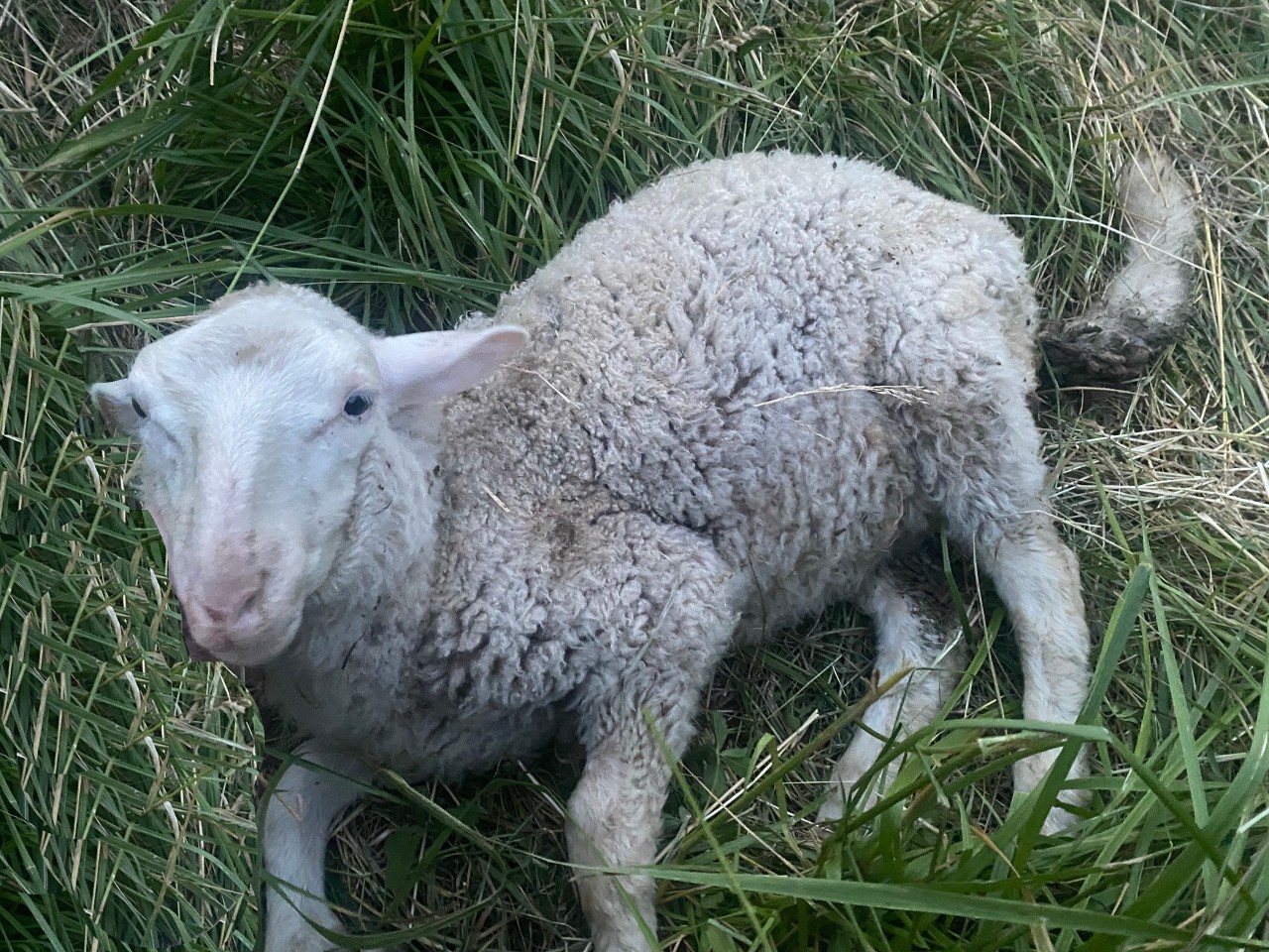 Wer ist für den Tod von Schaf Lasse in Thüringen verantwortlich? 