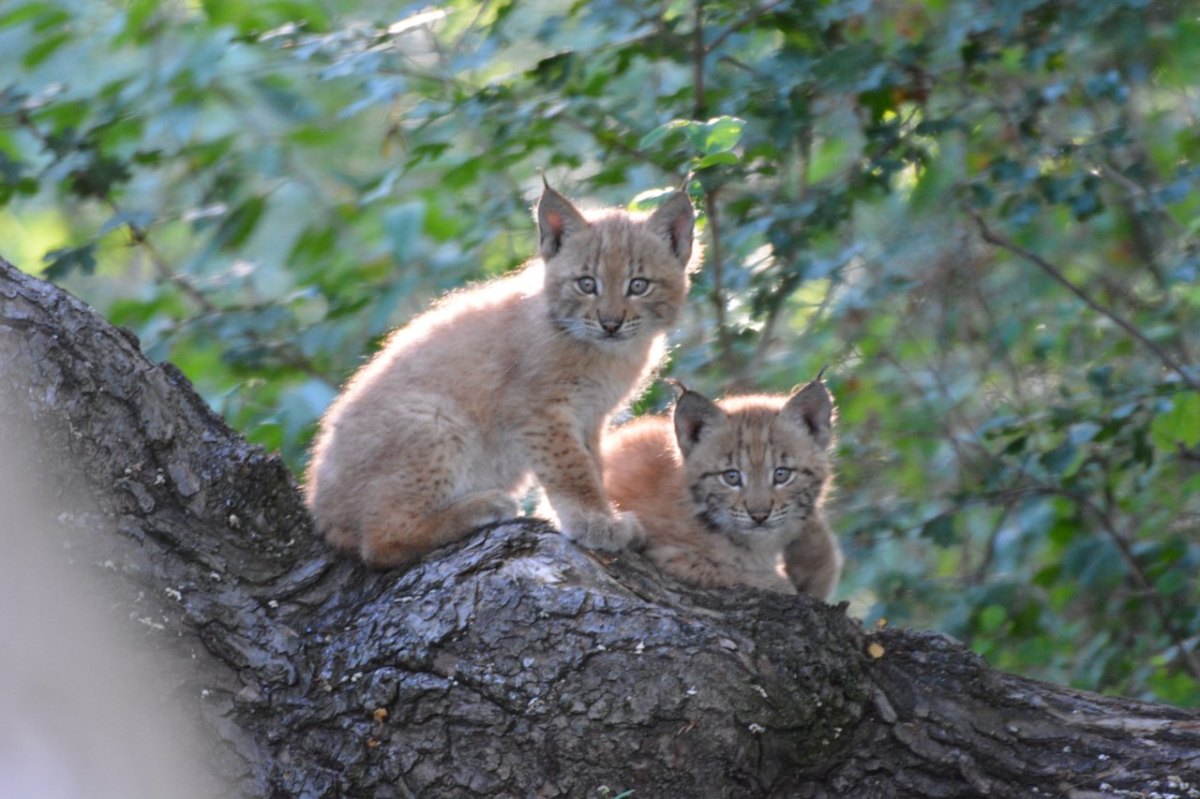 thüringen wildkatzendorf.JPG