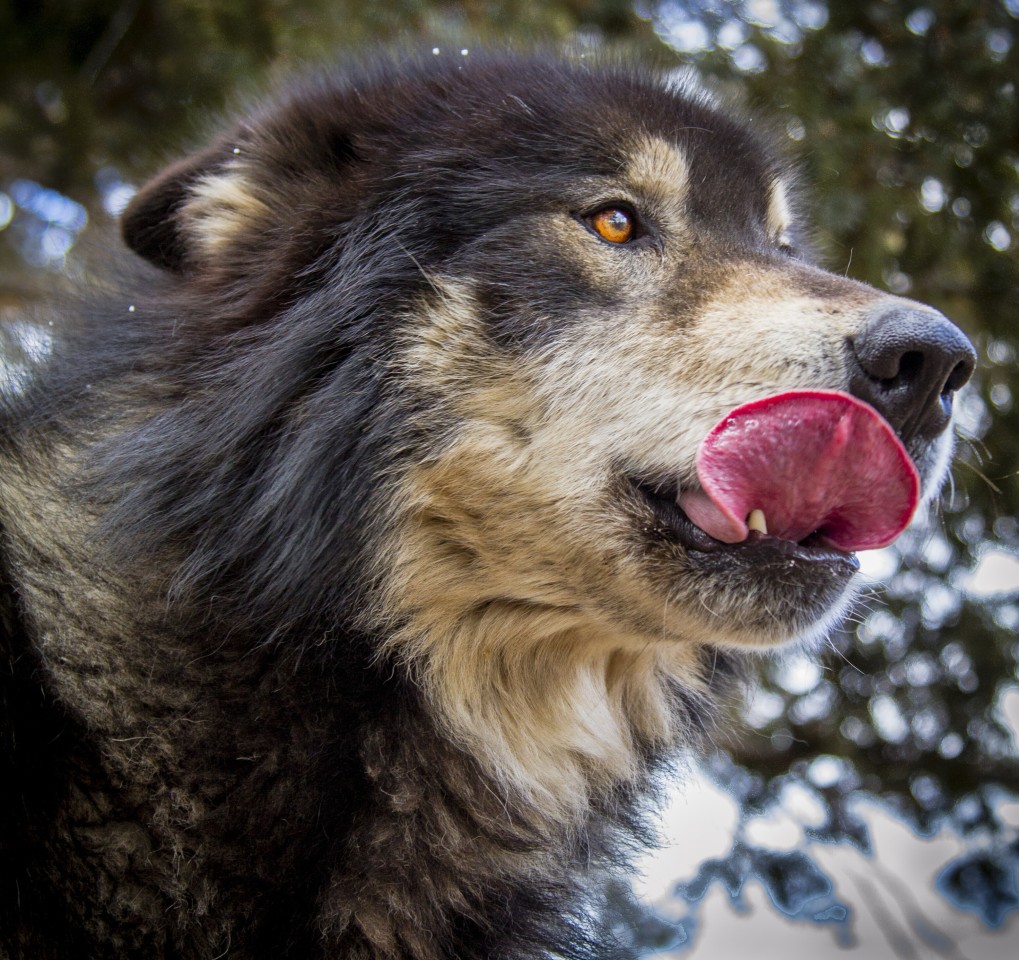 In Thüringen wurden so genannte Wolf-Hund-Hybride gefunden. (Symbolbild)