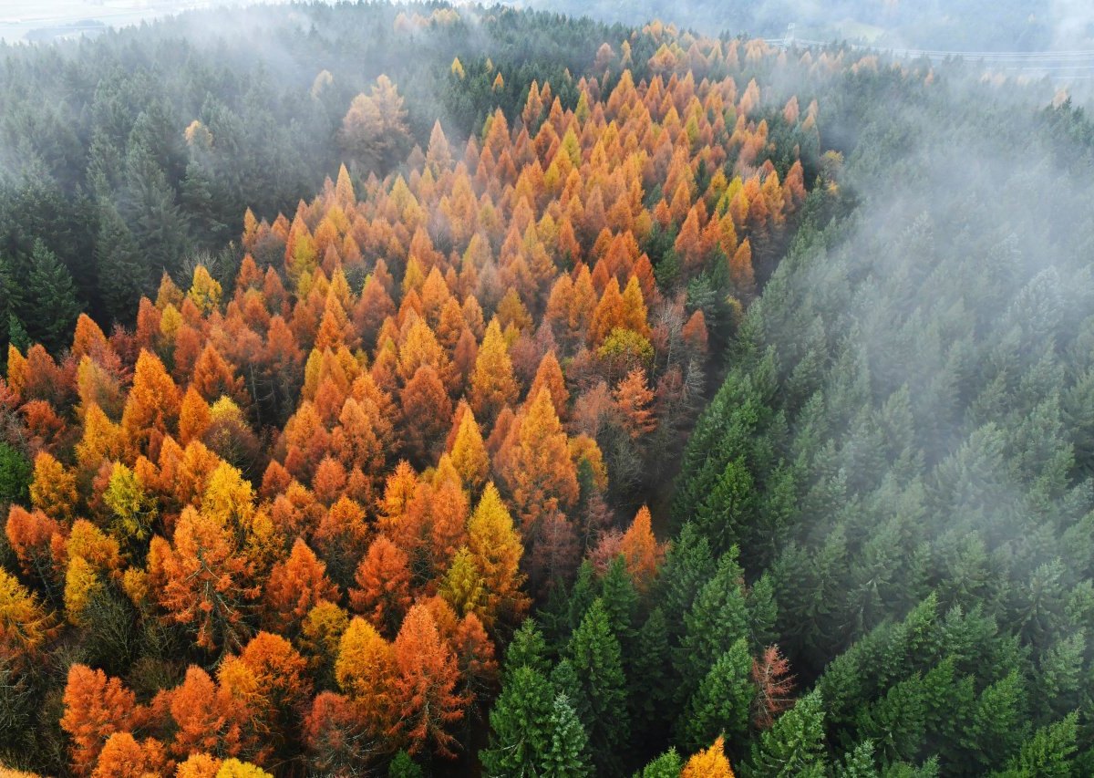 thüringer wald.jpg