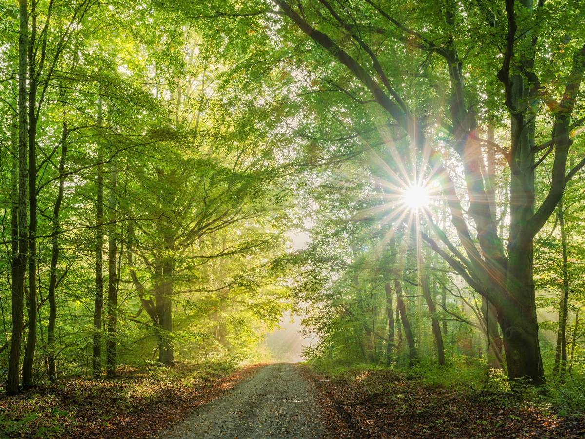 Thüringer Wald