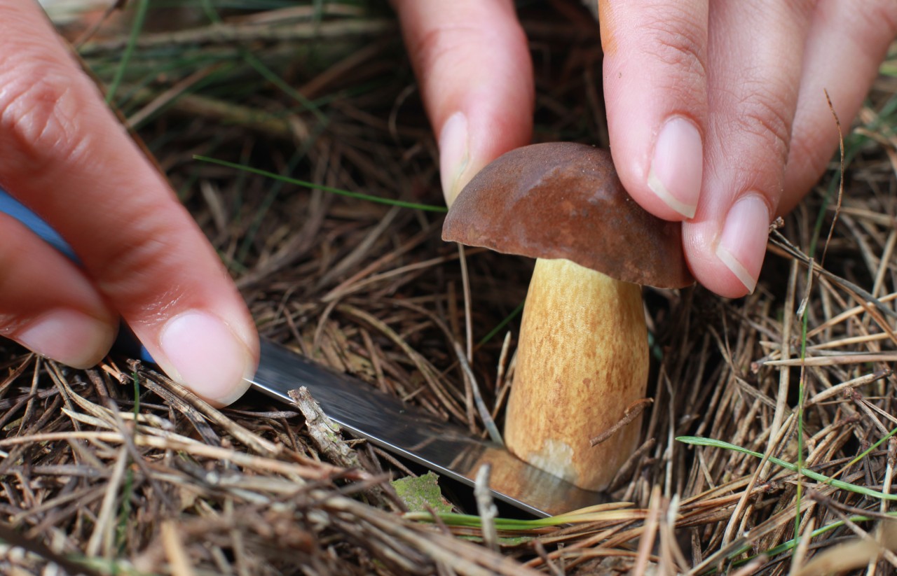 Thüringer Wald: Pilze solltest du mit einem scharfen Messer dicht am Boden abschneiden. (Symbolbild)