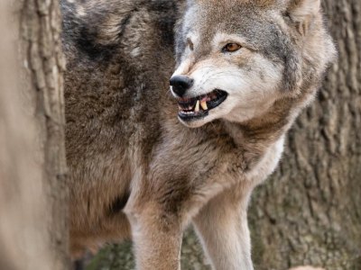 thüringer wald wolf.jpg