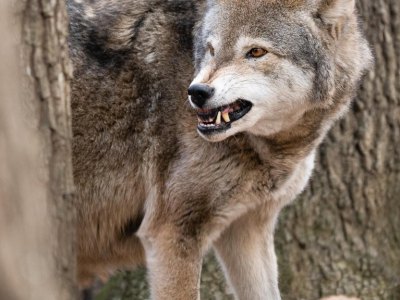 thüringer wald wolf.jpg