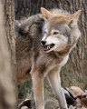 thüringer wald wolf.jpg