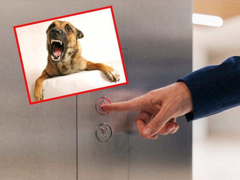 Hund beißt Lieferant, als der aus dem Aufzug will.