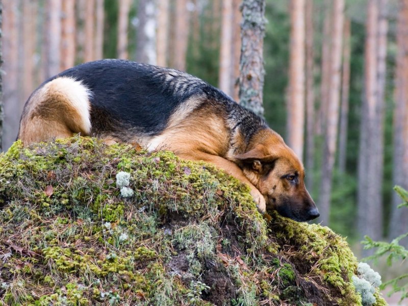 Hund Wald.jpg
