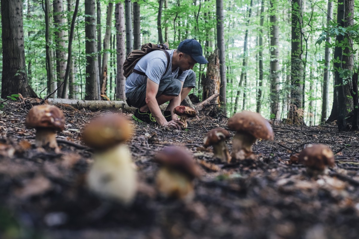 Pilz-Sammler könnten in diesen Tagen Glück in Thüringen haben!