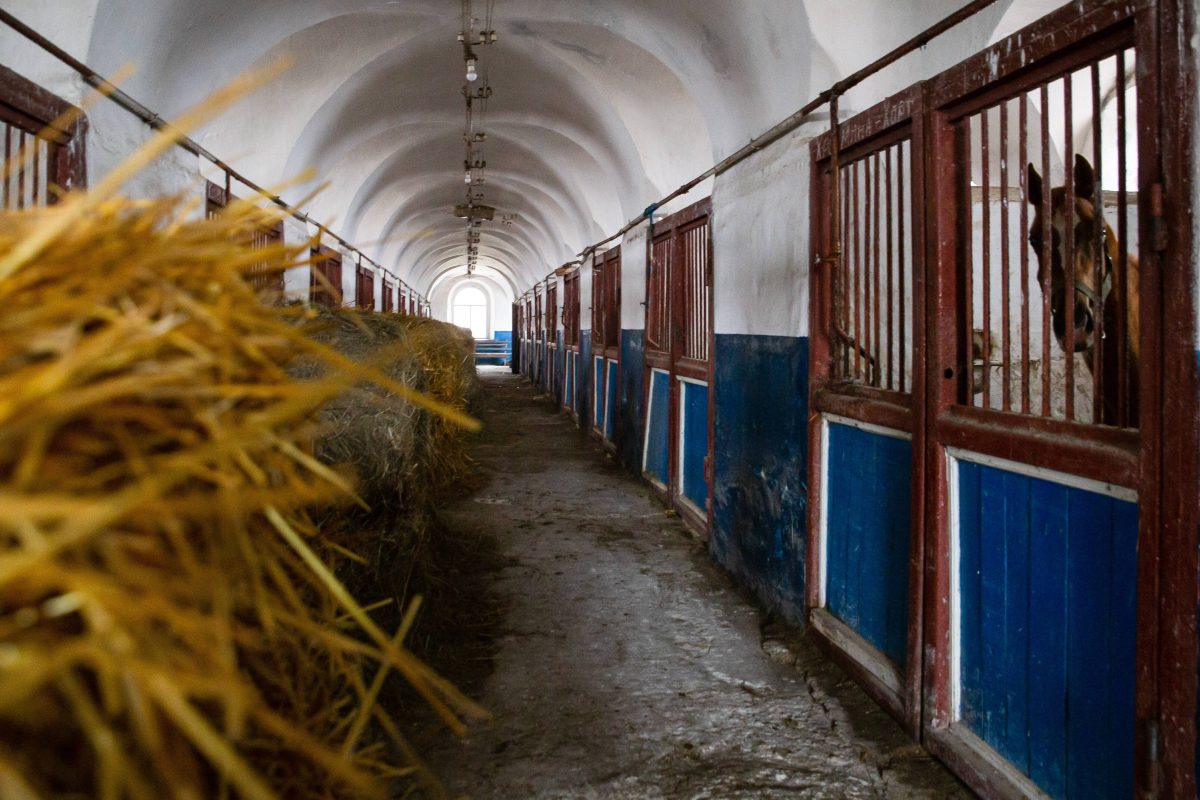 Pferde gucken aus ihren Boxen in die Stallgasse