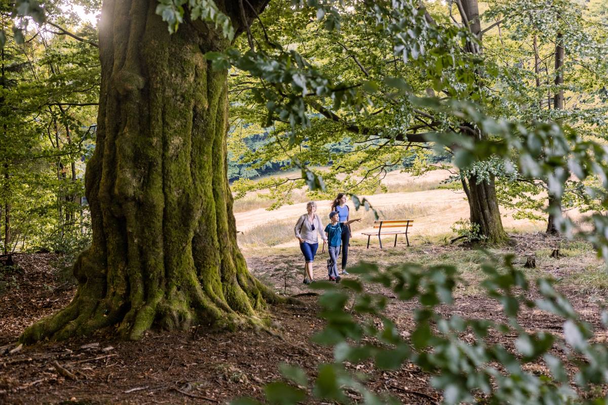 Thüringer Wald