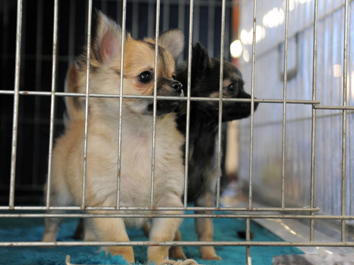 Chihuahuas in einem Käfig