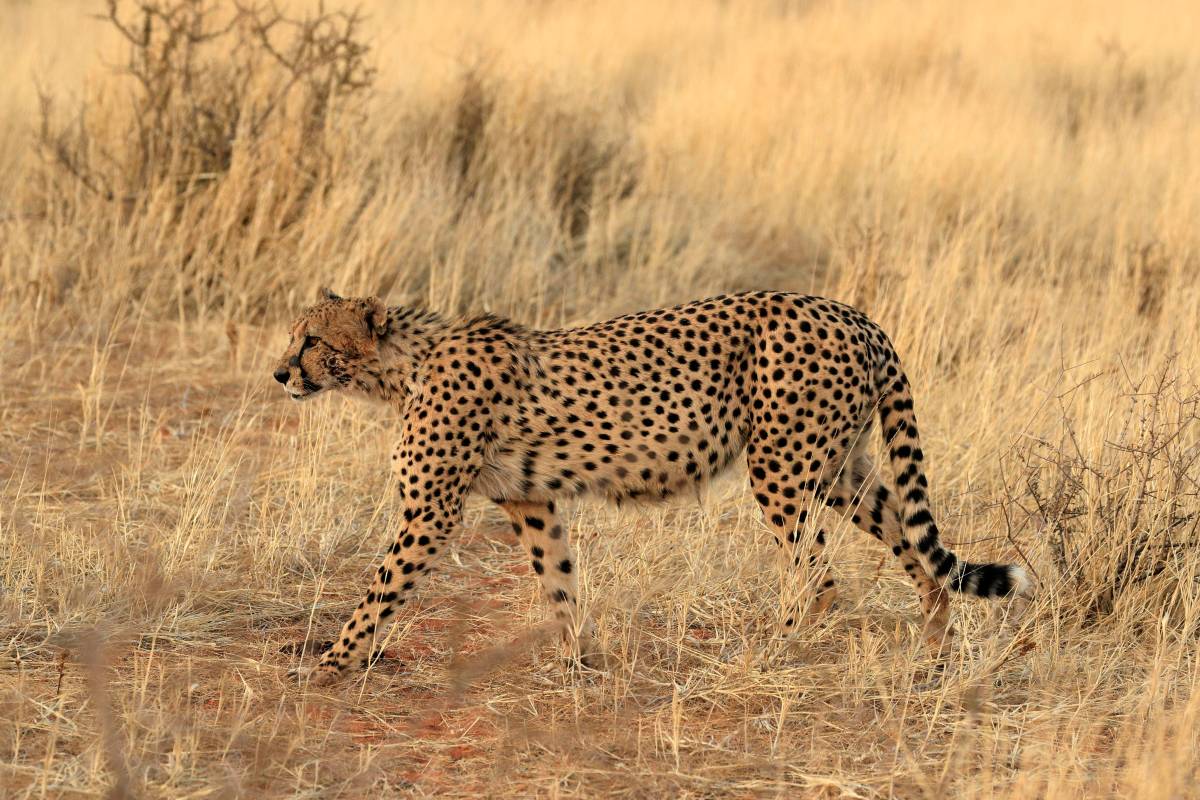 Gepard