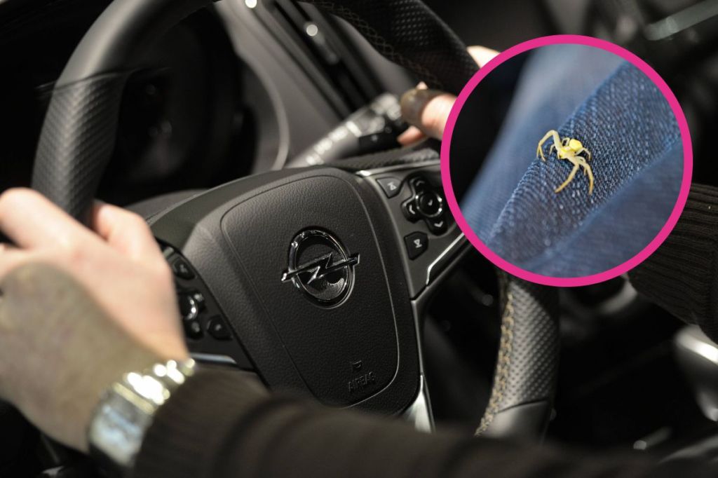 Opel-Fahrer – Spinne