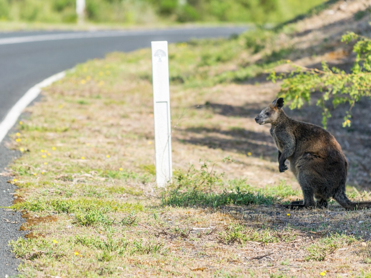 Ein Känguru hat in Thüringen für mächtig Wirbel gesorgt! (Symbolbild)