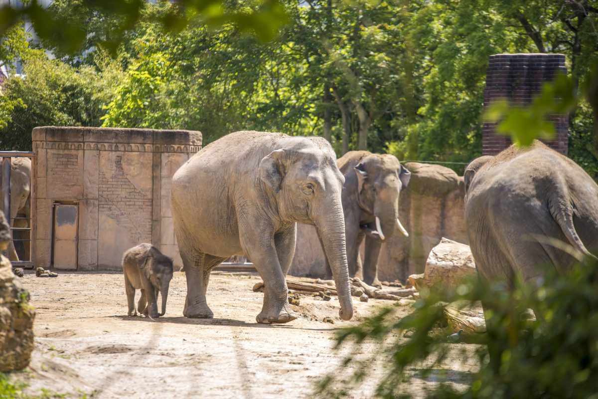 Aufregung im Elefanten-Gehege im Zoo Leipzig! (Archivbild)